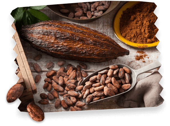 Abbildung Kakaobohnen