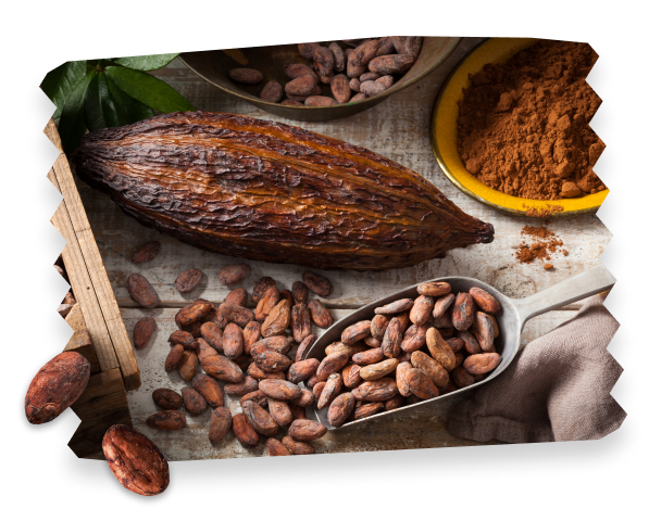 Kakaobohnen auf einem Tisch